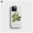 1-5_Georg-Dionysius-Ehret_phone