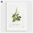 1-5_Georg-Dionysius-Ehret_picture