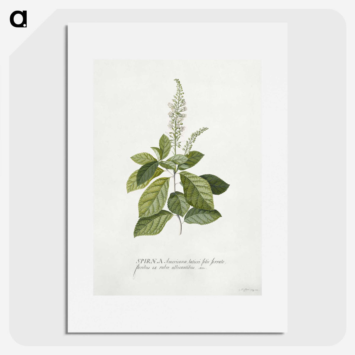 1-5_Georg-Dionysius-Ehret_picture