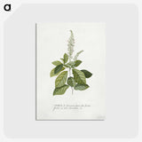 1-5_Georg-Dionysius-Ehret_postcard