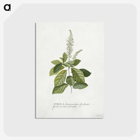 1-5_Georg-Dionysius-Ehret_postcard