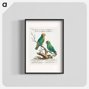 アートポスター-Parrot
 - ジョージ エドワーズ Poster.