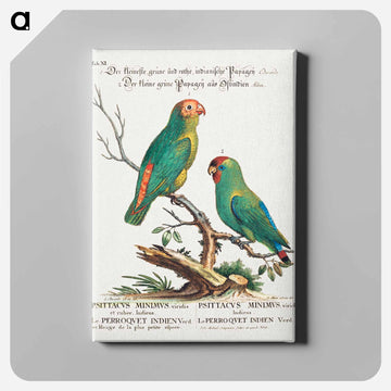 Parrot
 - ジョージ エドワーズ Canvas.
