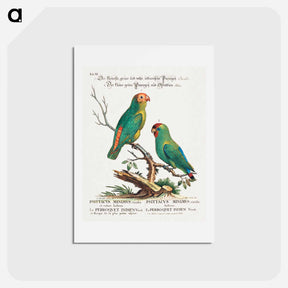 アートポストカード-Parrot
 - ジョージ エドワーズ Postcard.