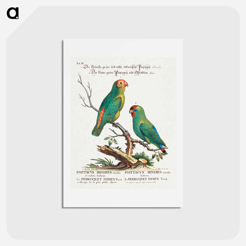 Parrot
 - ジョージ エドワーズ Postcard.