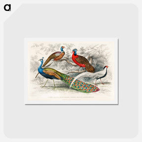 アートポストカード-Exotic Pheasants and Peacock
 - ゴールドスミスの生き生きとした自然 Postcard.