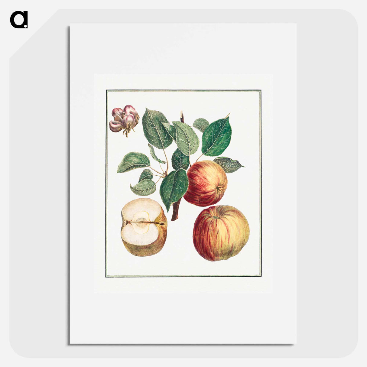 Apple with Leaf and Fruit Blossom - アンリ ルイ デュアメル デュ モンソー Poster.
