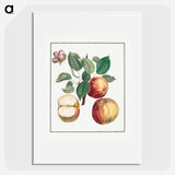 Apple with Leaf and Fruit Blossom - アンリ ルイ デュアメル デュ モンソー Poster.