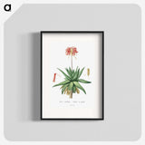 1-5_Histoire-des-Plantes-Grasses_blk