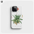 1-5_Histoire-des-Plantes-Grasses_phone