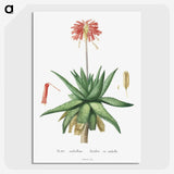 1-5_Histoire-des-Plantes-Grasses_picture-crop