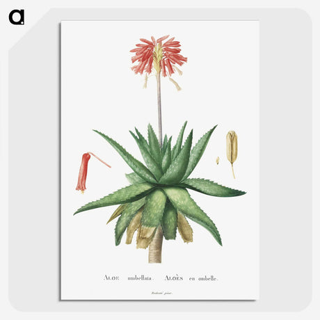 1-5_Histoire-des-Plantes-Grasses_picture-crop