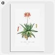 1-5_Histoire-des-Plantes-Grasses_picture