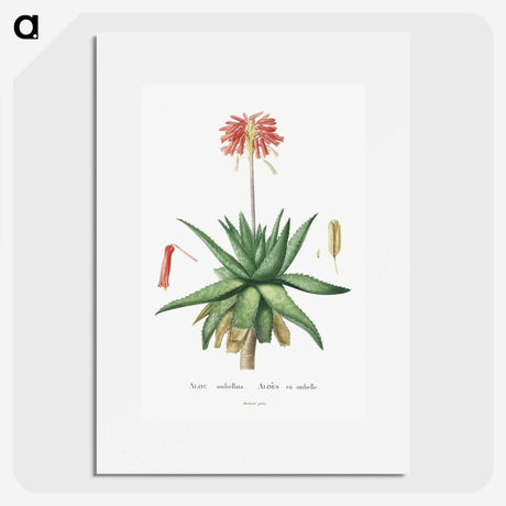1-5_Histoire-des-Plantes-Grasses_picture