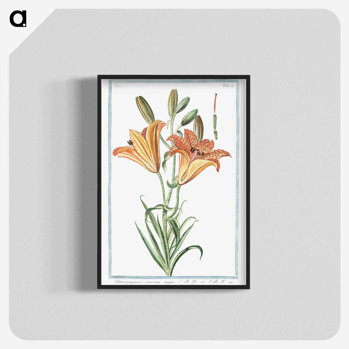 1-5_Hortus-Romanus-Botanical-Plates_blk-crop