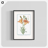 1-5_Hortus-Romanus-Botanical-Plates_blk