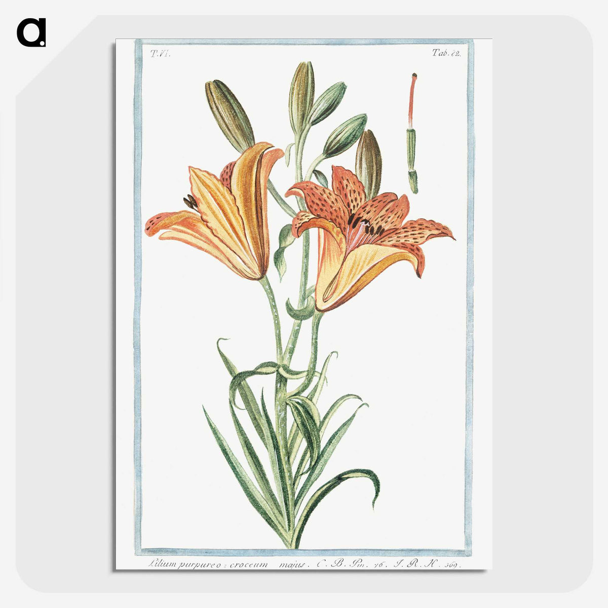 1-5_Hortus-Romanus-Botanical-Plates_picture-crop