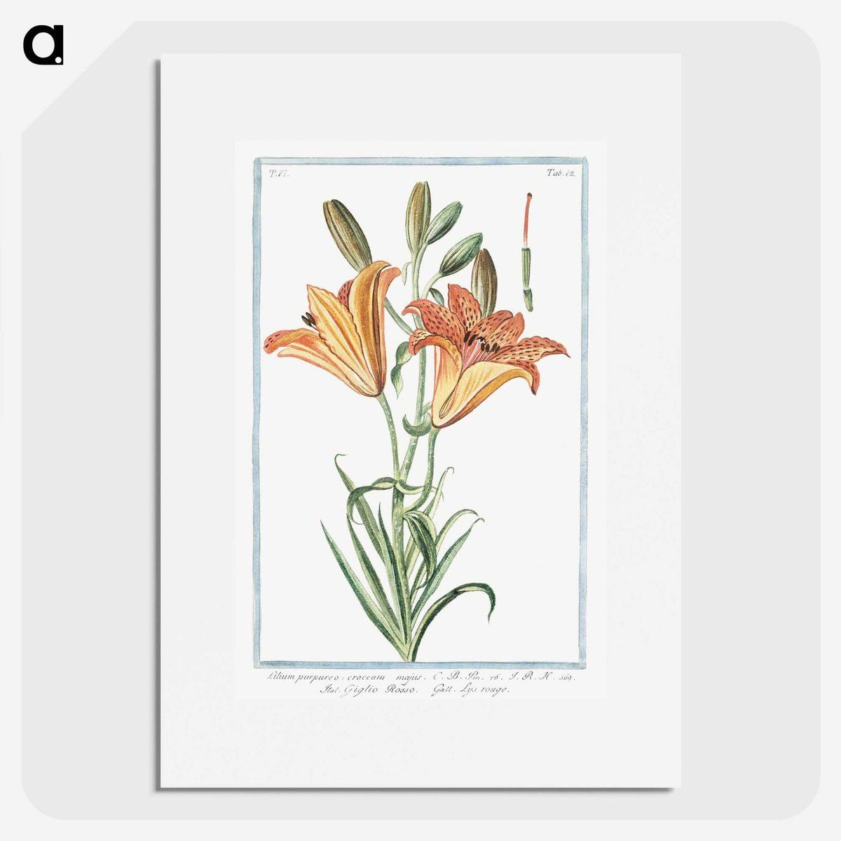 1-5_Hortus-Romanus-Botanical-Plates_picture