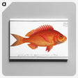 1-5_Ichtyologie-ou-Histoire-naturelle_canvas
