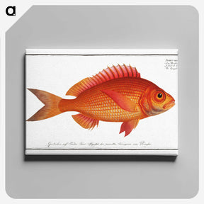 1-5_Ichtyologie-ou-Histoire-naturelle_canvas