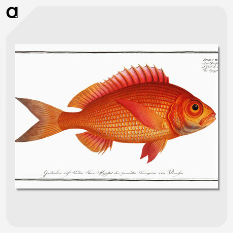 1-5_Ichtyologie-ou-Histoire-naturelle_picture-crop
