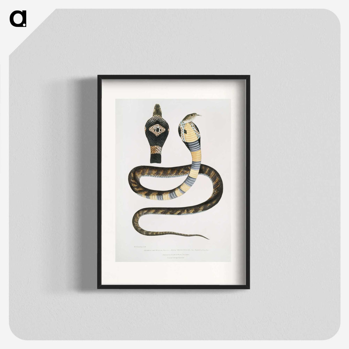1-5_Indian-Zoology_blk
