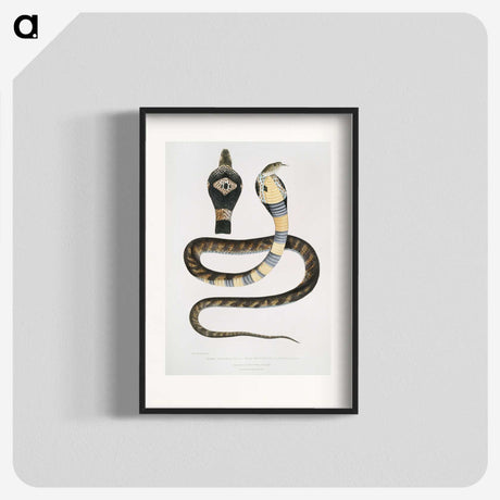1-5_Indian-Zoology_blk
