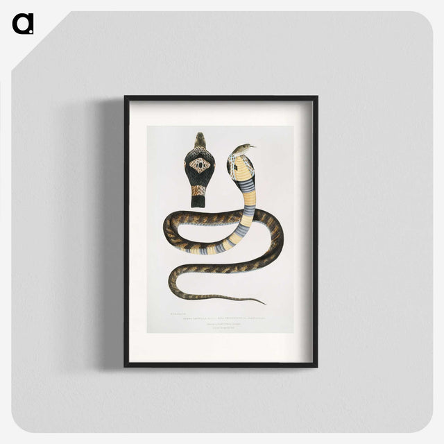 1-5_Indian-Zoology_blk
