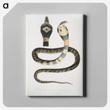 1-5_Indian-Zoology_canvas