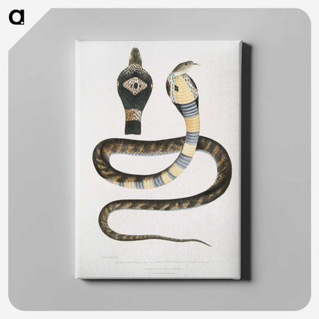 1-5_Indian-Zoology_canvas