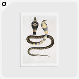 1-5_Indian-Zoology_hagaki