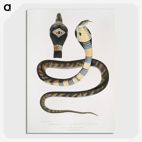 1-5_Indian-Zoology_picture-crop