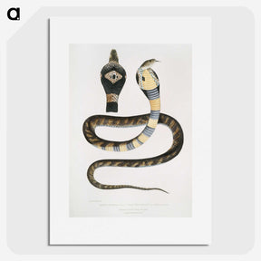 1-5_Indian-Zoology_picture