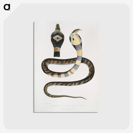 1-5_Indian-Zoology_postcard
