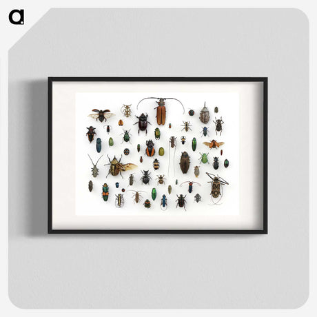 1-5_Insects-Unlocked-Project_blk
