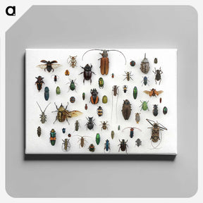 1-5_Insects-Unlocked-Project_canvas