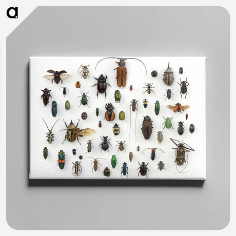 1-5_Insects-Unlocked-Project_canvas
