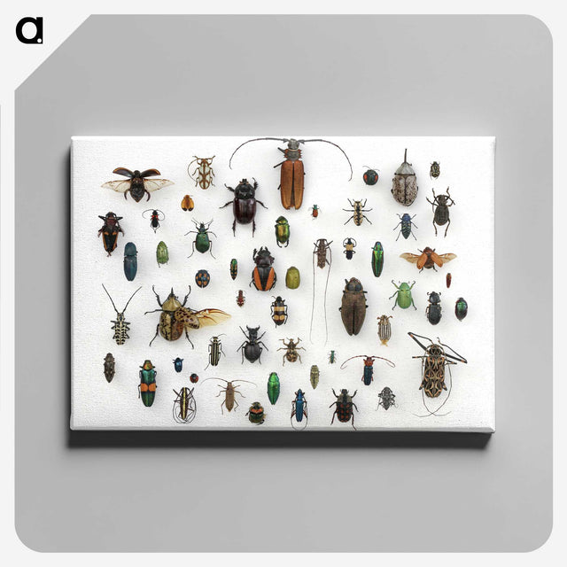1-5_Insects-Unlocked-Project_canvas