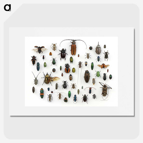 1-5_Insects-Unlocked-Project_picture