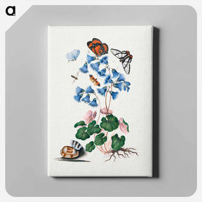 アートパネル-Anna Blackburne's Natural History Cabinet
 - ジェームズ ボルトン Canvas.