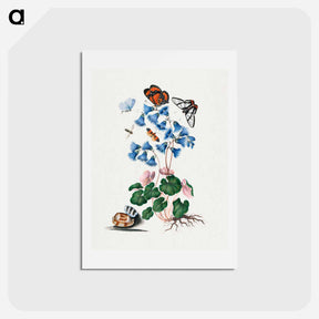 アートポストカード-Anna Blackburne's Natural History Cabinet
 - ジェームズ ボルトン Postcard.
