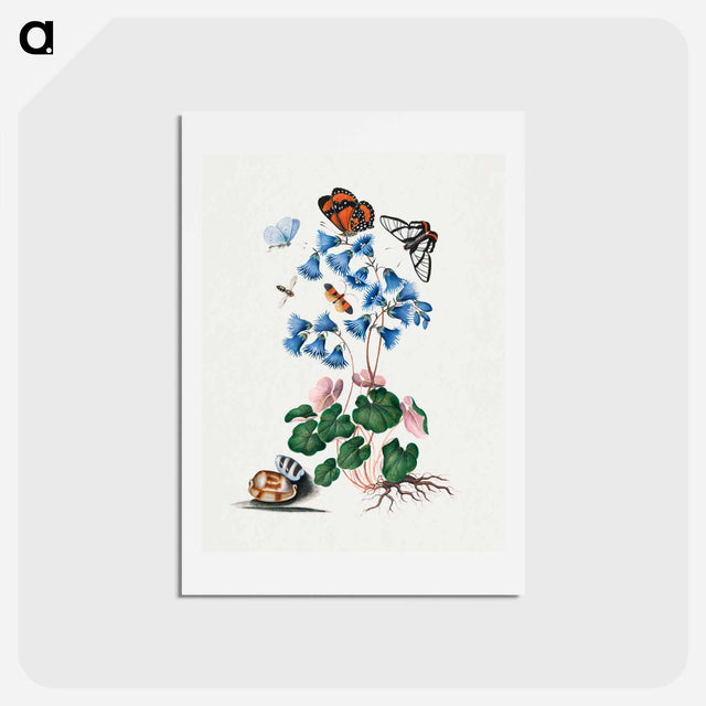 アートポストカード-Anna Blackburne's Natural History Cabinet
 - ジェームズ ボルトン Postcard.