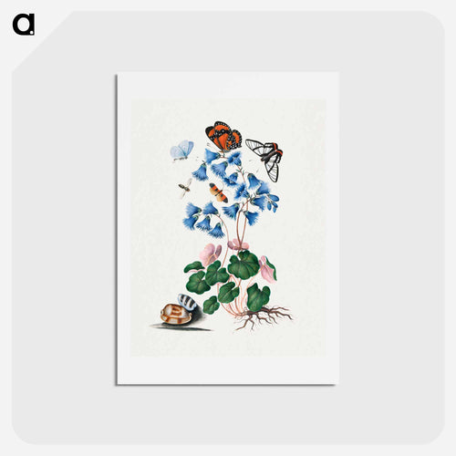 Anna Blackburne's Natural History Cabinet
 - ジェームズ ボルトン Postcard.