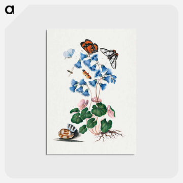 Anna Blackburne's Natural History Cabinet
 - ジェームズ ボルトン Postcard.