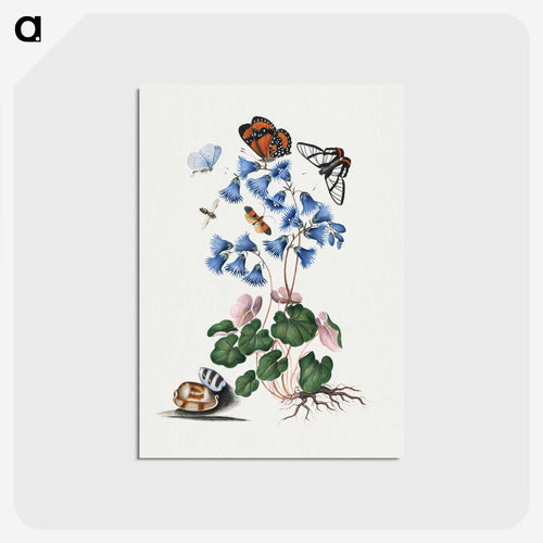 Anna Blackburne's Natural History Cabinet
 - ジェームズ ボルトン Postcard.