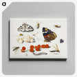 1-5_Jan-Van-Kessel_canvas