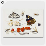1-5_Jan-Van-Kessel_picture-crop