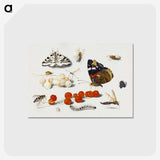 1-5_Jan-Van-Kessel_postcard