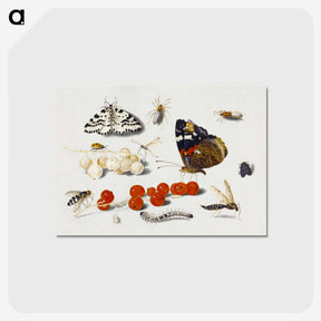 1-5_Jan-Van-Kessel_postcard
