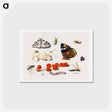 アートポストカード-Butterfly, Caterpillar, Moth, Insects, and Currants
 - ヤン ファン ケッセル Postcard.